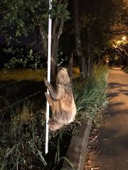 Choloepus didactylus