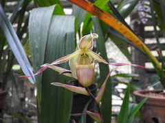 Phragmipedium
