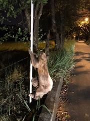 Choloepus didactylus