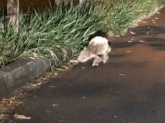 Choloepus didactylus