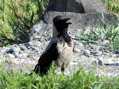 Corvus cornix