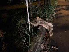 Choloepus didactylus