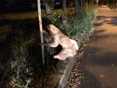 Choloepus didactylus