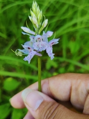 Dactylorhiza fuchsii