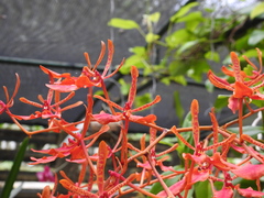Renanthera