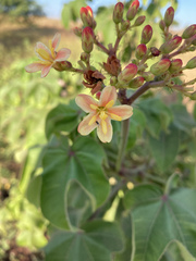 Jatropha mollissima