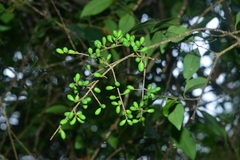 Ligustrum liukiuense