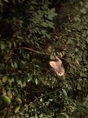 Choloepus didactylus