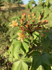 Jatropha mollissima