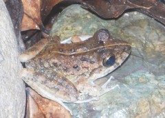 Craugastor aurilegulus