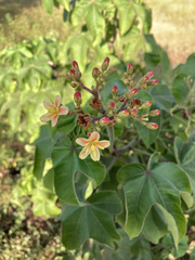 Jatropha mollissima