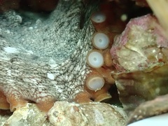 Octopus sinensis