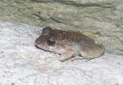 Craugastor aurilegulus