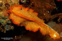 Phrikoceros