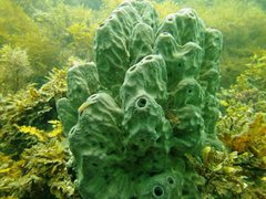 Cochleoceps bicolor
