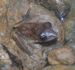 Craugastor aurilegulus