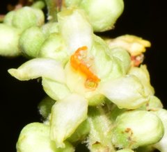 Paullinia sessiliflora