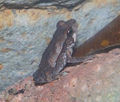 Incilius leucomyos