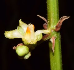 Paullinia sessiliflora