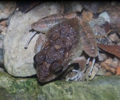 Craugastor aurilegulus