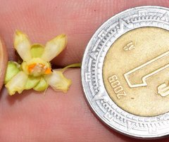 Paullinia sessiliflora