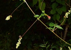 Paullinia sessiliflora