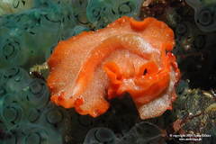 Phrikoceros