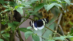Heliconius eleuchia