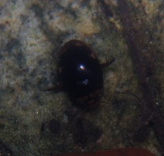 Hydaticus subfasciatus