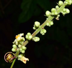 Paullinia sessiliflora