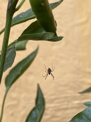 Araneae