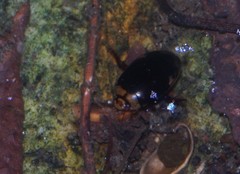 Hydaticus subfasciatus