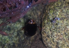 Hydaticus subfasciatus