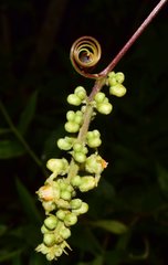 Paullinia sessiliflora