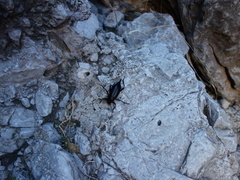 Eleodes tenuipes