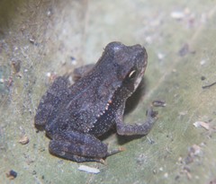 Incilius leucomyos