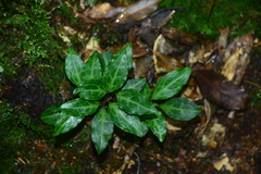 Pyrola alboreticulata