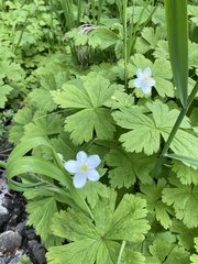 Anemonastrum baicalense