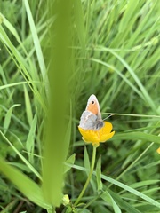 Coenonympha pamphilus