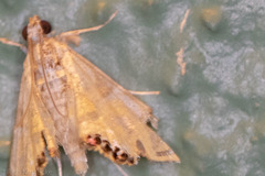 Petrophila daemonalis