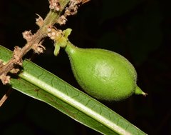 Paullinia sessiliflora