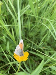 Coenonympha pamphilus