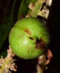 Paullinia sessiliflora