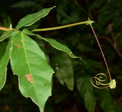 Paullinia sessiliflora