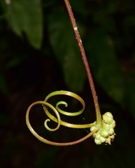 Paullinia sessiliflora