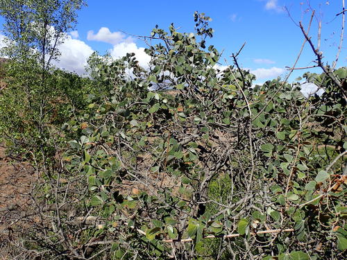 Sekhukhune Grape (Rhoicissus sekhukhuniensis)