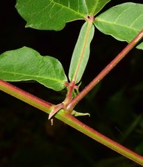 Paullinia sessiliflora