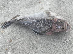 Astroscopus y-graecum