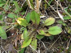 Sonchus novae-zelandiae