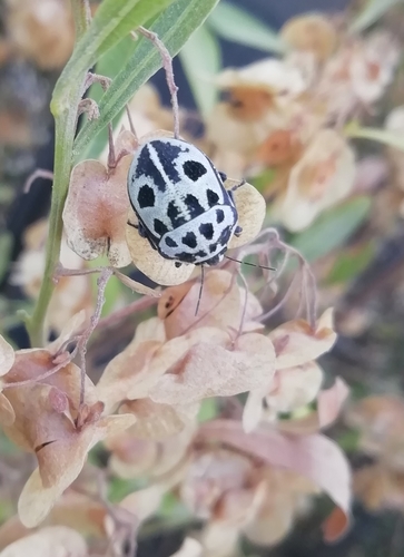 Photo of Common Voodoo Shieldbug (Deroplax silphoides)